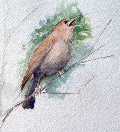 Nightingale singing Nightingale Painting, Nightingale Drawing, Characters Prompts, Nightingale Tattoo, Soul Work, Tumblr Drawings, Animal Spirit Guides, Cap Ideas, Country Paintings