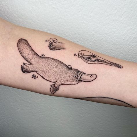 Michele Volpi ⋆ tattoo artist on Instagram: ““Studio zoologico dell’ornitorinco” (scorri per il video no-filter) / “Zoological study of the platypus” (swipe to see the no-filter video)…” Animal Anatomy Tattoo, Australian Animal Tattoo, Scientific Illustration Tattoo, Anatomy Tattoo Ideas, Platypus Tattoo, Aussie Tattoo, Ocean Sleeve, Australia Tattoo, Anatomy Tattoo