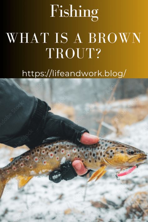 Fishing - What is a Brown Trout? Aquatic Insects, Fishing Basics, Caddis Flies, Trout Fishing Tips, Salmon Eggs, Bowfishing, Fly Fishing Flies Trout, How To Cook Fish, Brown Trout