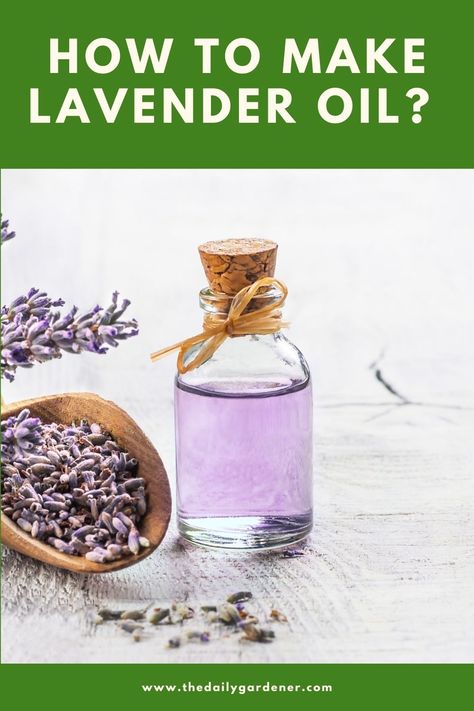 Lavender Oil Diy, Lavender Oil Recipes, Homemade Lavender Oil, Make Lavender Oil, Drying Lavender, Lavender Varieties, Lavender Uses, Lavender Crafts, Lavender Leaves