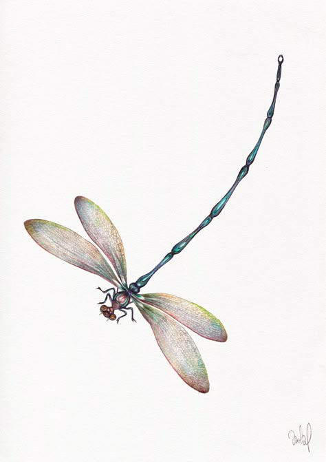 Scientific Bug Illustration, Dragonfly Sketch, Animal Journal, Tatuaje Trash Polka, Dragonfly Tattoos, Dragonfly Illustration, Inspo Tattoo, Dragonfly Artwork, Dragonfly Drawing