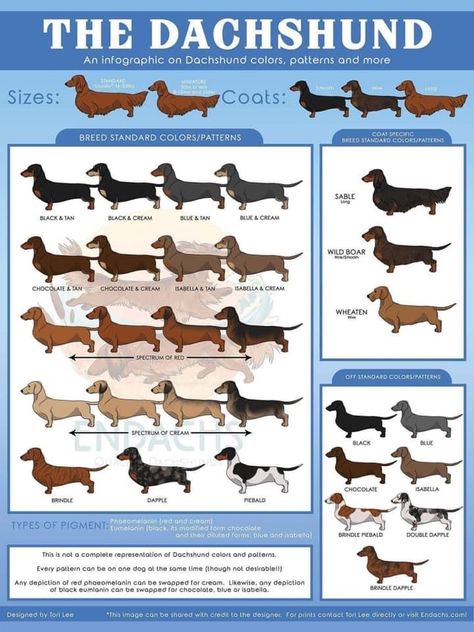 Dachshund Colors Chart, Mini Doxie, Long Haired Miniature Dachshund, Dachshund Facts, Dachshund Colors, Adopted Dog, Tips For Dogs, Dachshund Breed, Puppy Mom