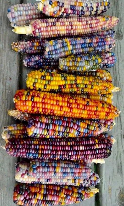 Colored Corn, Rainbow Corn, Harvest Season, Grocery List, Food Waste, Meal Planner, Natural Wonders, Color Splash, Meal Planning