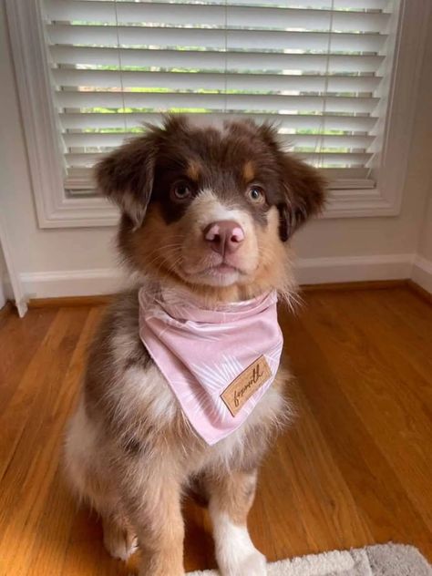 25 Cutest Dog Accessories You Can Get on Etsy - The Paws Dogs With Bows, Girl Dog Accessories, Cute Dog Tags, Dog Snood, Dog Treat Bag, Dog Collar Bows, Cute Puppy Pictures, Dog Collar Bow Tie, Yorkie Poo