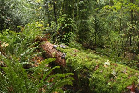 Pnw Plants, Falling Tree, Collage Magazine, Garden Collage, Beach Property, Forest Falls, Rustic Fire Pits, Nature Witch, Tree Logs