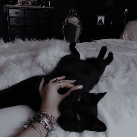 Freya Mikaelson, Black Cat Aesthetic, Catty Noir, A Black Cat, Cat Aesthetic, Character Aesthetic, Pretty Cats, Beautiful Cats, Black Aesthetic