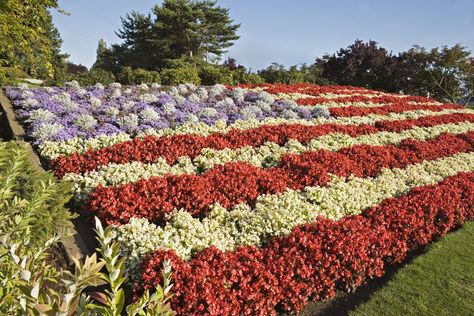 Raised Flower Bed, Red White And Blue Flowers, Blue Flowers Garden, Types Of Oranges, Tattoo Garden, Patriotic Flowers, Garden Nails, Flower Garden Plans, Garden Flowers Perennials