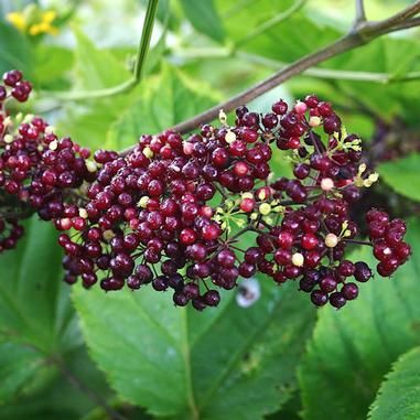 Spikenard (Aralia racemosa) Aralia Racemosa, Woodland Plants, Woodland Flowers, Hydrangea Garden, Leaf Texture, Native Garden, Spring Bulbs, Fruit Plants, Perennial Garden