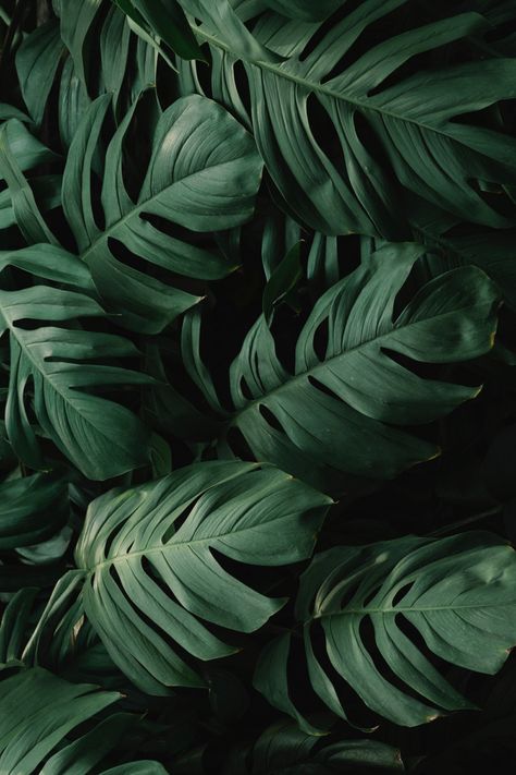 Monstera Plant Wallpaper, Monstera Background, Jungle Leaves Wallpaper, Dark Leaves, Plants Wallpaper, Nature Texture, Green Leaf Wallpaper, Tanaman Indoor, Green Leaf Background