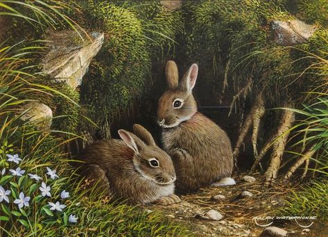 Wild Animals Drawing, Bunny Rabbit Art, Hare Painting, Picture Nature, Scratchboard Art, Easter Illustration, Science Illustration, Beauty In Art, Bunny Drawing