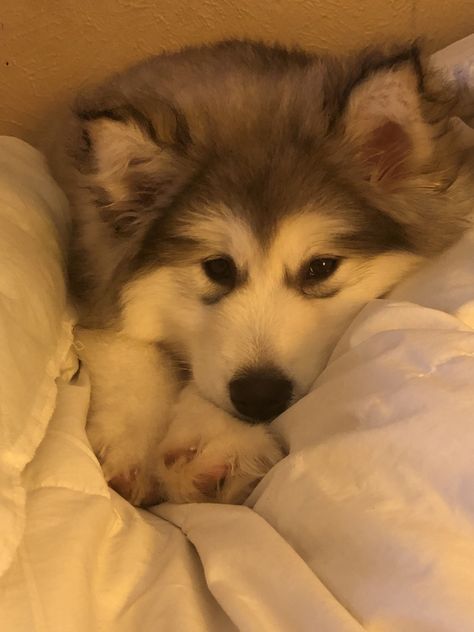 Cute Alaskan Malamute Puppies, Alaskan Malamute Dog, Malamute Aesthetic, Alaskan Malamute Wallpaper, Alaskan Malamute Aesthetic, Husky Dog Names, Alaskan Malamute Puppy, Puppies Husky, Husky Facts