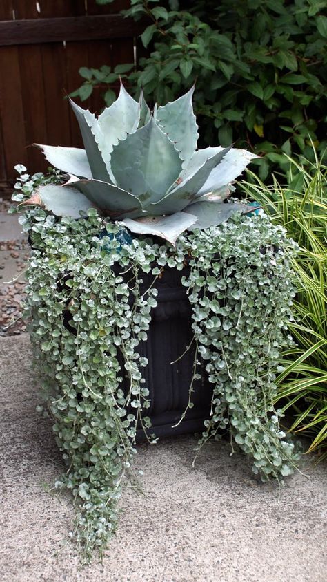 Container Garden Design, Succulent Garden Design, Silver Falls, Plants Growing, Container Gardening Flowers, Fine Gardening, Outdoor Planter, Succulents In Containers, Container Gardening Vegetables