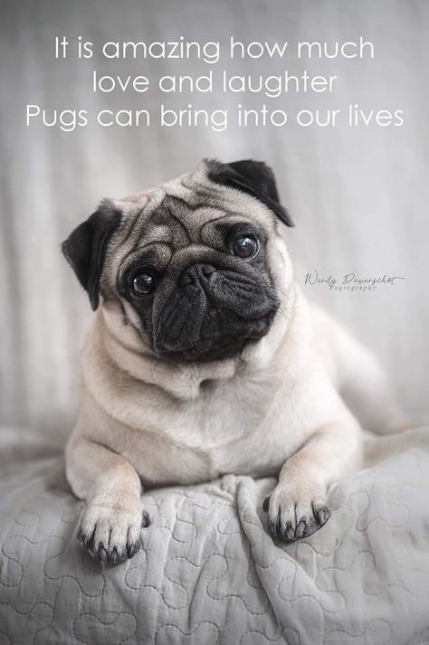 Pug Quotes Funny, Pug Quotes, Pug Facts, Pug Love Quote, Pet Pug, Pug Memes Funny, Pug Art, Pugs And Kisses, Pug Mom