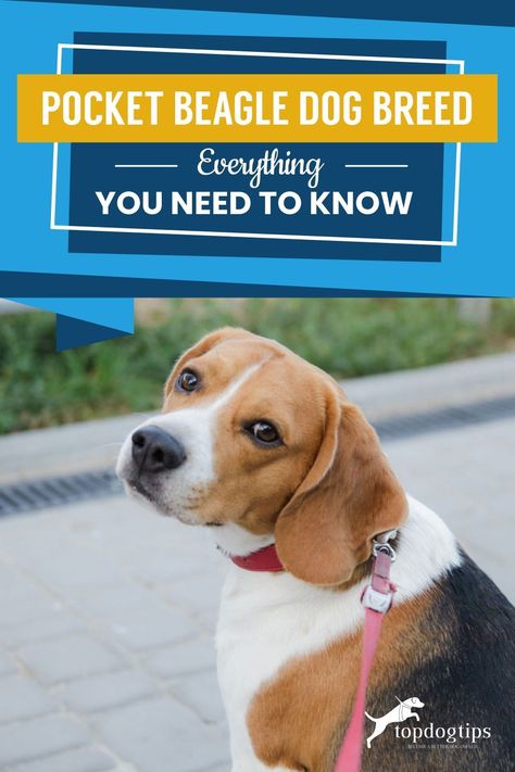 Beagle's are cute, BUT have you ever seen a Pocket Beagle? This breed is rare, and adorable. If interested, here's what you need to know before buying. Pocket Beagle Puppies, Pocket Beagle, Training A Puppy, Training Puppies, Beagle Puppies, Beagle Puppy, Dog Eyes, Rare Breed, Crate Training