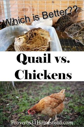 Chicken Feed Diy, Quail Pen, Preparedness Ideas, Button Quail, Quail Coop, Chicken Flock, Raising Quail, Half Chicken, Quails