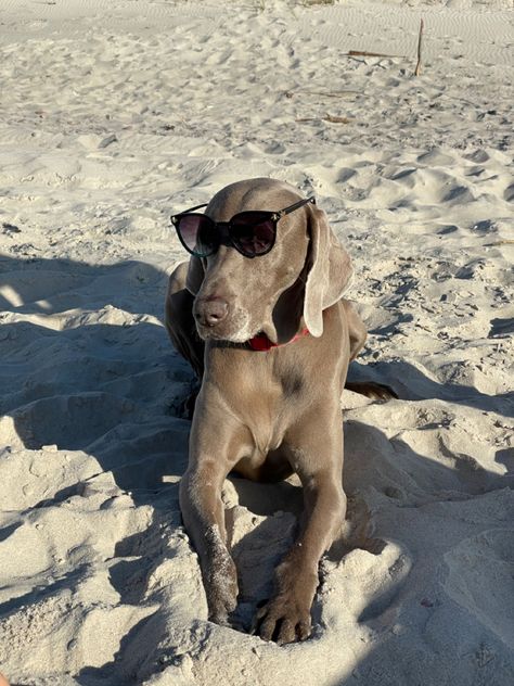 Weimaraner Puppies, Ocean Blue Eyes, Weimaraner Dogs, Weimaraner, Beautiful Dogs, Sea Creatures, Animal Kingdom, Beach Day, Puppy Love