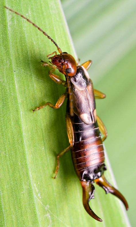 Earwig. These long, glossy brown insects can be recognised by the characteristic pincers at the hind end of their body. Although they have wings, earwigs are usually reluctant to fly. Unlike most insects, a female earwig is a good mother. She lays 20-30 eggs and protects them through the winter. When they hatch, she feeds and tends the nymphs until they are able to fend for themselves. Earwig Drawing, Earwig Tattoo, Insect Sketch, Insect Character, Spider Oc, Painting Composition, Pictures Of Insects, Creepy Animals, Good Mother