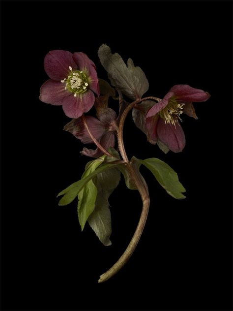 Plant Study, Lenten Rose, Dark Flowers, Flower Therapy, Language Of Flowers, Arte Inspo, Plant Illustration, Botanical Drawings, Dark Floral