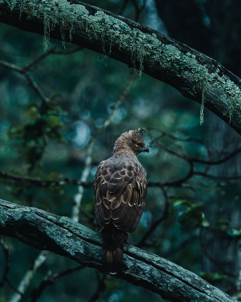 Indian wildlife. on Behance Wildlife Photography National Geographic, Indian Wildlife, Wildlife Photography Tips, Hawk Eagle, Arctic Landscape, Photography Settings, African Elephant, Circle Of Life, Woodland Creatures