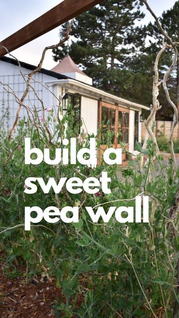 Growing with Nature on Instagram: "Every spring we plant a wall of sweet peas near the barn so we can enjoy their intoxicating scent all summer! We use a trellis of curly willow twigs or waxed twine for them to climb (we usually tie them up to help get them started up the trellis) to create a beautiful architectural accent in the garden. We do have a video about how to easily start sweet peas in soil blocks in our YouTube if you’re curious! Do remember that sweet peas are not edible, despite t Diy Sweet Pea Trellis, Sweat Pea Trellis Ideas, Sweet Pea Trellis Ideas Diy, Sweet Pea Wall, Sweet Pea Trellis Ideas, Pea Trellis Ideas, Sweet Pea Trellis, Soil Blocks, Pea Trellis