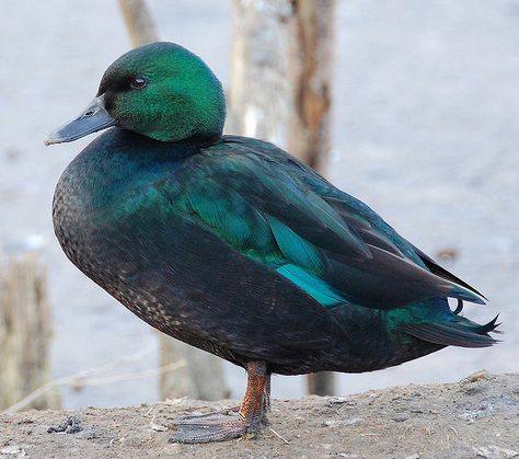 Green duck by roseyhadlow, via Flickr Cayuga Duck Eggs, Bantam Ducks, Cayuga Ducks, Duck Houses, Megan Ward, Backyard Ducks, Duck Breeds, Duck Coop, Meat Birds