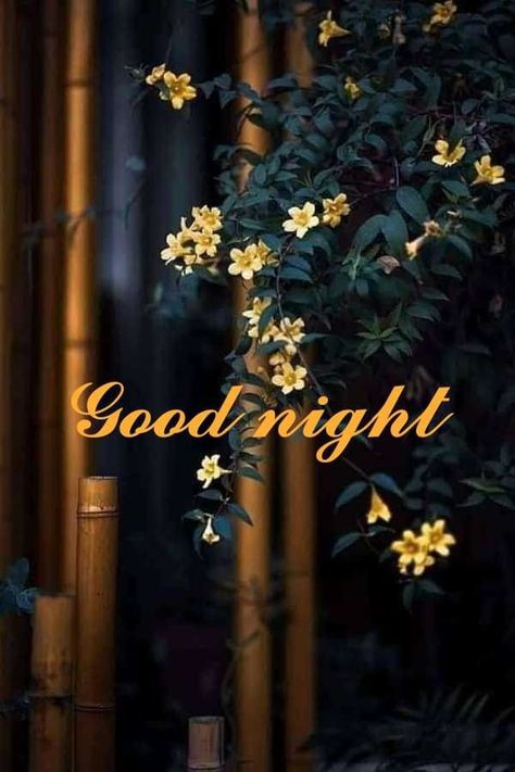 Evening Wishes, Photos Of Good Night, Good Night Hindi, Good Evening Wishes, Evening Pictures, Good Night Wallpaper, Lekker Slaap, Good Evening Greetings, Evening Greetings