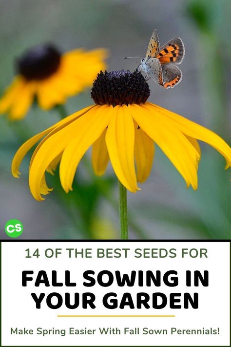 Nothing easier for pretty seasonal flowers than planting seeds in the fall. Join me as I discuss the 14 best seeds for successful fall sowing and get planting! #fallsowing #sowseeds #seedstarting #fallsow Flower Seeds To Plant In Fall, Planting Flowers From Seeds, Autumn Flowering Plants, Moving Plants, Seed Planting, Marble Counters, Growing Sunflowers, Flower Farming, Fall Planting