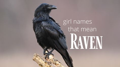 This list of girl names that mean raven is chock-full of a wide variety of feminine options. Explore the list and find the perfect fit. #girlnames #babynames Celtic Name, Irish Baby Names, Beautiful Baby Girl Names, List Of Girls Names, Names For Boys List, Middle Names For Girls, Unusual Names, Biblical Names, Unique Girl Names