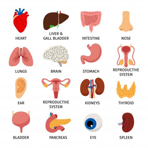 Human body internal organs set Premium V... | Premium Vector #Freepik #vector #heart Human Body Internal Organs, Body Internal Organs, Body Anatomy Organs, Human Body Vocabulary, Anatomy Organs, Human Body Organs, Human Organs, Human Organ, Medical Pictures