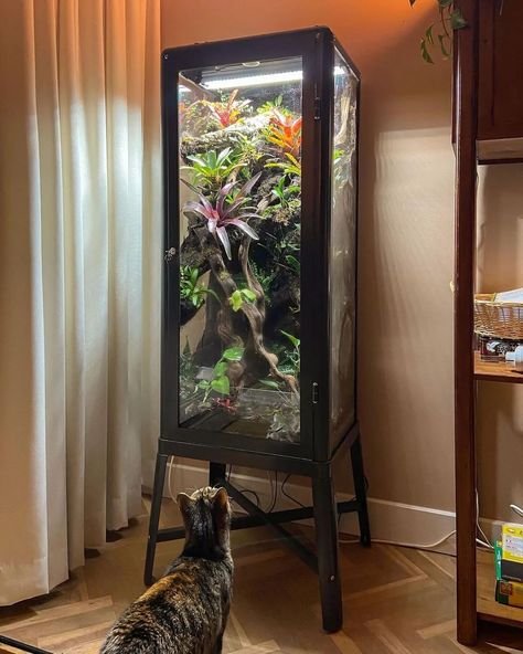 IKEA Greenhouse Cabinet (@ikeagreenhousecabinet) • Instagram photos and videos Glass Cabinet Terrarium, Tall Aquarium, Ikea Greenhouse Cabinet, Greenhouse Cabinet, Ikea Greenhouse, Ikea Garden, Misting System, Fish Tank Terrarium, Dart Frogs