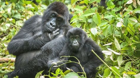 Wildlife in 'catastrophic decline' due to human destruction, scientists warn - BBC News Cross River Gorilla, Sumatran Rhinoceros, Eastern Lowland Gorilla, Eastern Gorilla, Rhino Species, Sumatran Elephant, Bornean Orangutan, Sumatran Orangutan, Western Lowland Gorilla