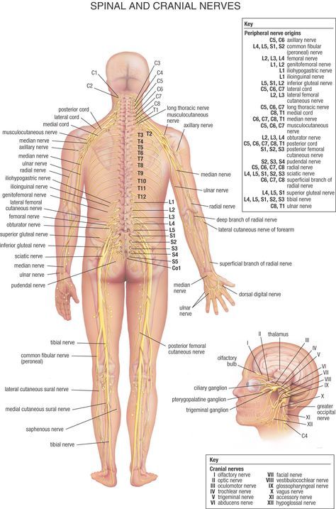 Spinal_and_Cranial_Nerves Nerve Anatomy, Sistem Saraf, Body Diagram, Spinal Nerve, Cranial Nerves, Human Body Anatomy, Spine Health, Muscular System, Muscle Anatomy