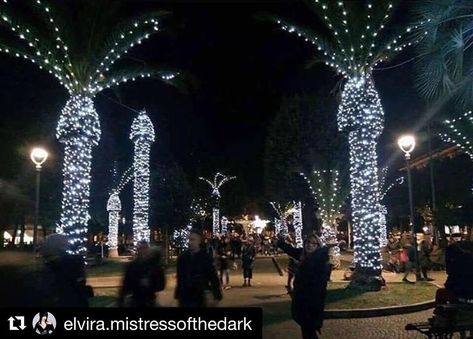 Palm Tree Christmas Lights, Christmas Palm Tree, Design Fails, Mormon Temple, Xmas Lights, Humor Funny, Copyright Infringement, Source Unknown, Christmas Design