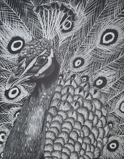 White Charcoal Peacock drawing Peacock Sketch, Posture Drawing, Owl Sketch, Peacock Drawing, Best Drawing Ideas, Disney Character Drawings, Feather Drawing, Peacock Pictures, Pencil Drawings Of Animals