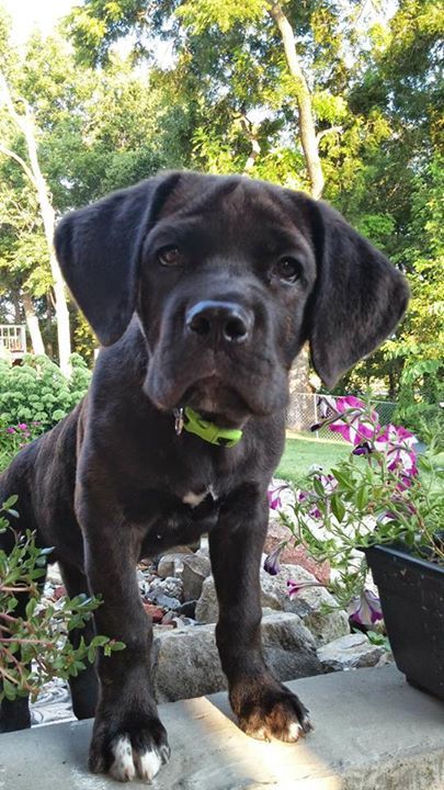 #Cane #Corso Cane Corso Italian Mastiff, Cane Corso Dog, Sweet Pictures, Corso Dog, Crazy Dog Lady, Giant Dogs, Black Lab Puppies, English Mastiff, Favorite Animals