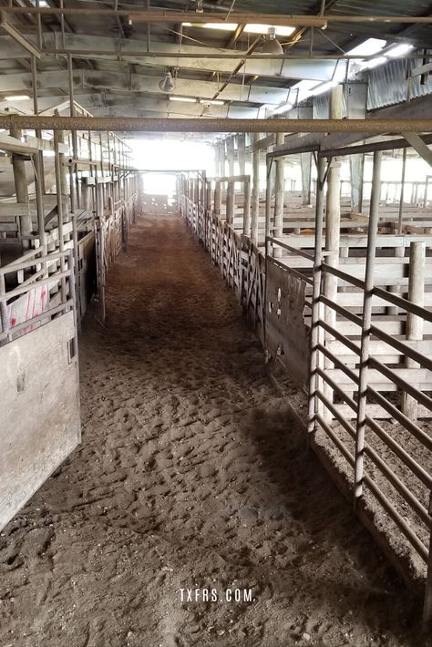 Your calf crop may come at random times of the year, but when is the best time of year to sell your calves? Livestock Auction, Cow Pen, Micro Farm, Raising Cattle, Raising Farm Animals, Texas Farm, Mini Cows, Animal Husbandry, Farm Ranch