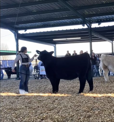 Cow Show Outfit, Showing Steers, Stock Aesthetic, Cow Showing, Cattle Showing, Livestock Quotes, Showing Cattle, Livestock Showing, Fair Pictures