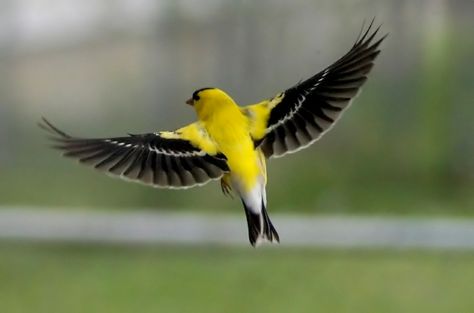 Gold Finch, American Goldfinch, Bird House Kits, Some Beautiful Pictures, Wildlife Gardening, Bird Watcher, Goldfinch, Enjoy Nature, Backyard Birds