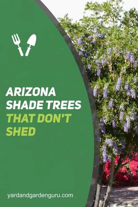 The number of individuals living in desert climates is increasing, and with that will come a need for shade trees. In the desert, it is important to choose desert shade trees that will grow in your garden. Drought Resistant Trees, Backyard Arizona, Fast Growing Shade Trees, Desert Shade, Mesquite Tree, Desert Backyard, Desert Trees, Desert Willow, Arizona Gardening