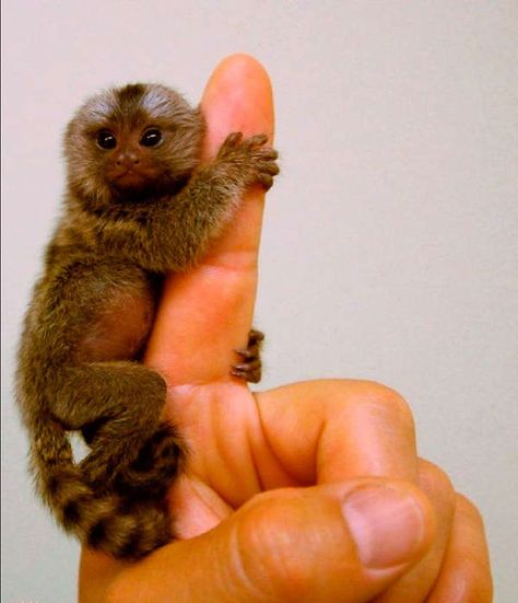 smallest monkey I've ever seen it's so cute!!!!!!!!!!! Finger Monkey, Pygmy Marmoset, Marmoset Monkey, Tiny Monkey, Monkey 3, Little Monkeys, Primates, Cute Creatures, Exotic Pets