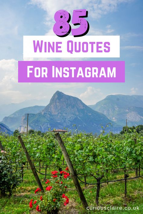 85 Clever and Funny Wine Quotes for Instagram - Curious Claire Winery Quotes Instagram, Vineyard Quotes, Wine Quotes Instagram, Wine Tasting Quotes, Glass Of Wine Quotes, Wine Tasting Quote, Quotes About Wine, Wine Instagram, Funny Wine Quotes