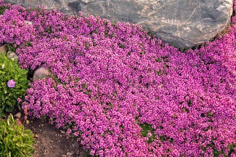 Red Creeping Thyme, Growing Thyme, Thymus Serpyllum, Perennial Ground Cover, Stepping Stone Paths, Creeping Thyme, Flagstone Patio, Stone Path, 10 Count