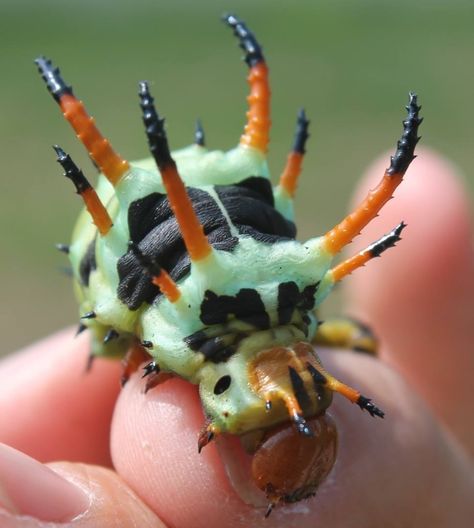 Hickory Horned Devil Caterpillar Unique Looking Bugs, Feather Horned Beetle, Horned Caterpillar, Caterpillar Insect, Japanese Emperor Caterpillar, Weird Insects, Creepy Animals, Macro Photography Insects, Southern Flannel Moth Caterpillar