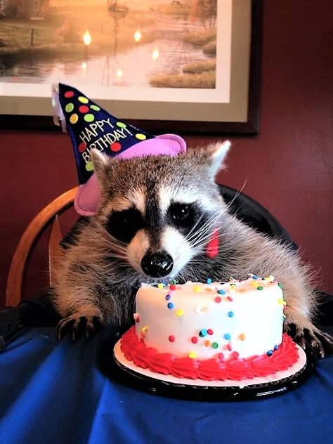 It's My Birthday! Happy Birthday Graphic, Rocky Raccoon, Happy Birthday Animals, Raccoon Tattoo, Birthday Graphic, Raccoon Art, Pet Raccoon, Cute Raccoon, Raccoon Funny