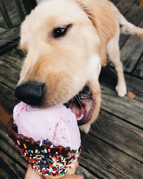 🐶🍦 see, even dogs love ice cream! -juliette Yummy Ice Cream, Puppies And Kitties, Golden Retriever Puppy, Wild Dogs, Cute Animal Pictures, Happy Animals, Funny Animal Pictures, Baby Dogs, Fun Fact