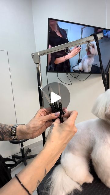 Grooming Hacks, Dog Gifs, Dog Grooming, Beauty Secrets, Dog Owners, Beauty Women, Dogs, Beauty