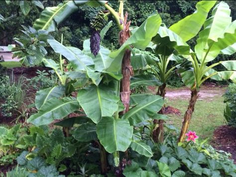 Banana Circle Permaculture, Banana Circle, Artichoke Plants, Bunch Of Bananas, Keyhole Garden, Growing Pineapple, Mexican Sunflower, Regenerative Agriculture, South Miami