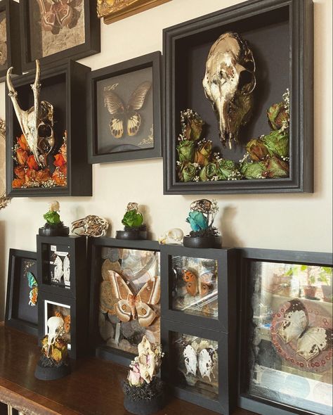 Oddities Office, Insect Taxidermy Decor, Taxidermy Home Decor, Skull Terrarium Diy, Taxidermy Living Room, Moth Room Decor, Moth Taxidermy Decor, Oddities Bedroom, Oddities And Curiosities Decor