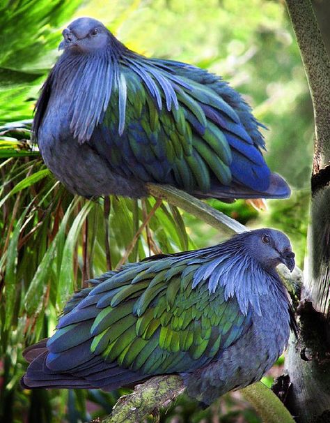 Nicobar Pigeons Nicobar Pigeon, Kinds Of Birds, Blue Birds, Nature Birds, Two Birds, All Birds, Exotic Birds, Pretty Birds, Bird Photo