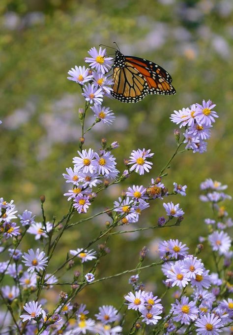 Smooth Blue Aster, August Flowers In Season, Wisconsin Garden, White Aster, Prairie Plants, Pollinator Garden Design, Soil Type, Aster Flower, Moon Nursery